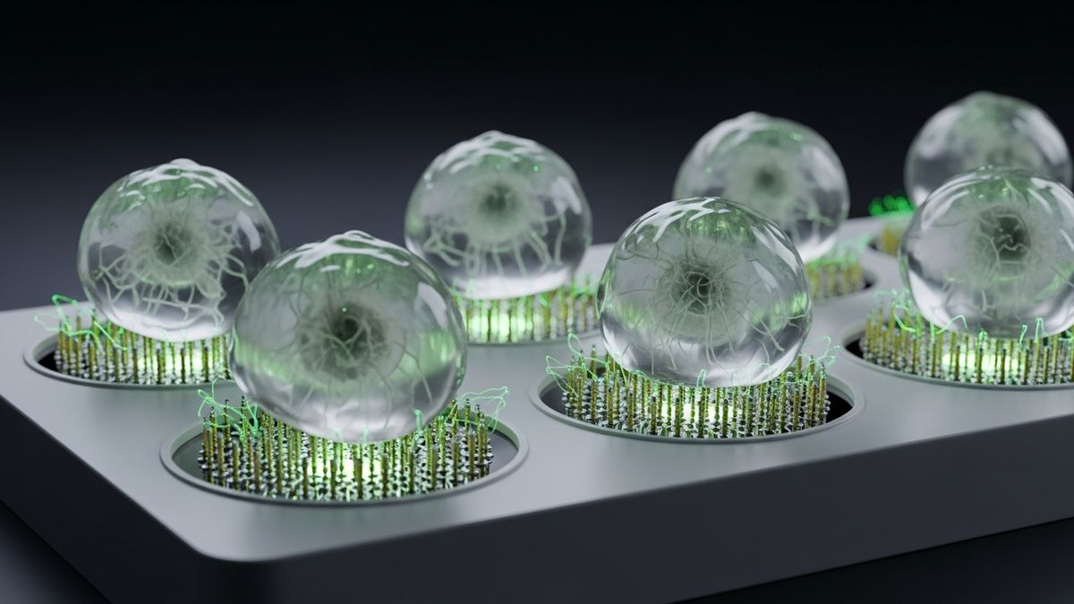 Translucent brain organoids on microelectrode arrays in a laboratory rack under a faint green glow, against a black background.